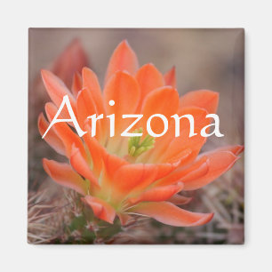 Blüte in orangefarbenem Magneten, Arizona Magnet