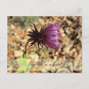 Blüte... Postkarte