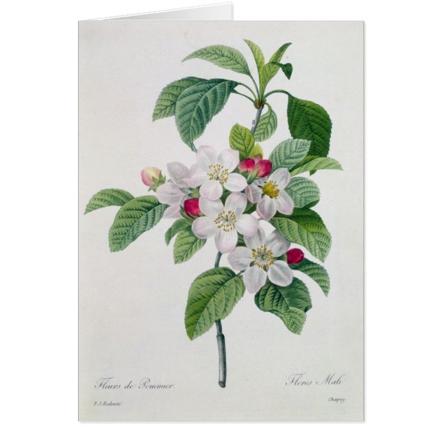 Blüte, von 'Les Choix DES plus Schönheiten (Vorne)