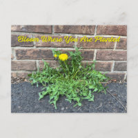 Blüte, wo man die Blume des Löwenzwiebels gepflanz