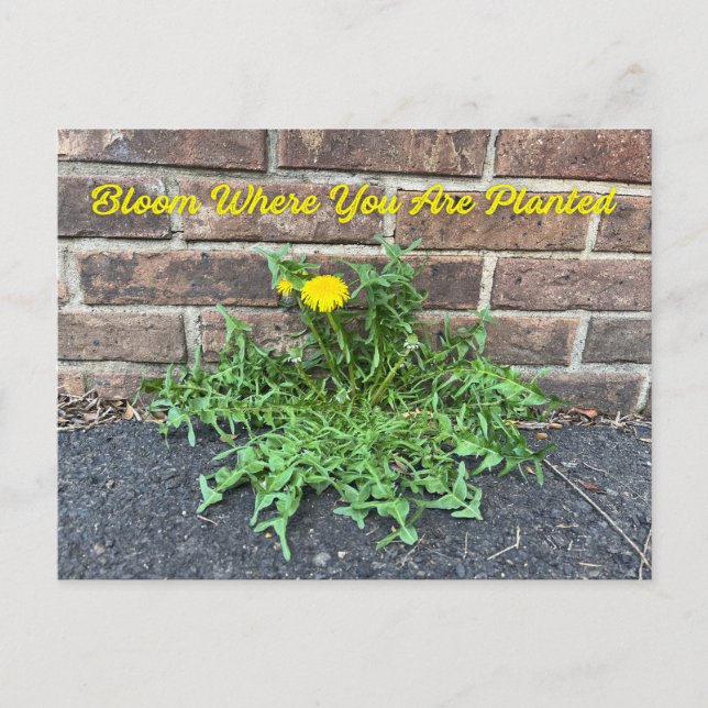 Blüte, wo man die Blume des Löwenzwiebels gepflanz Postkarte (Vorderseite)