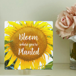 Blüte, wo man gelbe Sonnenblumen gepflanzt hat Fotoplatte