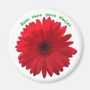 Blüte, wo Sie gepflanzter Magnet sind