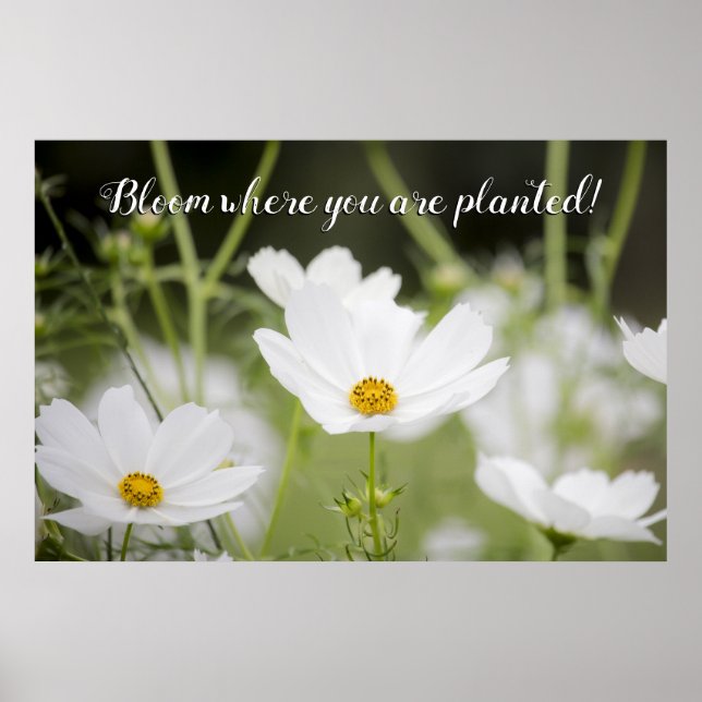 Blüte Wo Sie gepflanztes weißes Foto sind Poster (Vorne)