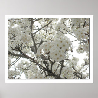Blüten1 Poster
