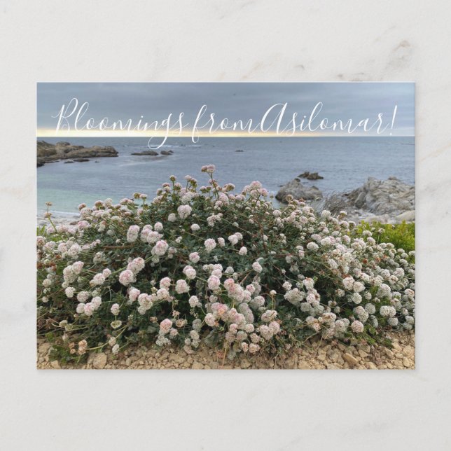 Blüten aus Asilomar: Sea Cliff Buckweizen Postkarte (Vorderseite)