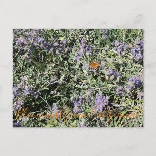 Blüten aus Kalifornien: Bienen Postkarte