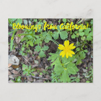 Blüten aus Kalifornien: Butterblume Postkarte