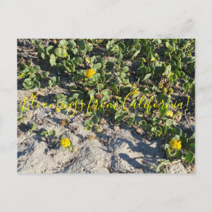 Blüten aus Kalifornien: Coast Clover Postcard Postkarte