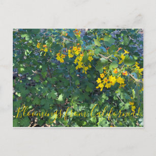 Blüten aus Kalifornien: Golden Currant Postkarte