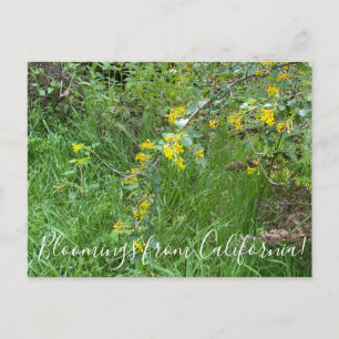 Blüten aus Kalifornien: Goldener Johannisbeere Postkarte