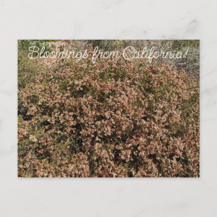 Blüten aus Kalifornien: Kalifornische Buchweizen Postkarte