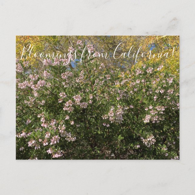 Blüten aus Kalifornien: Manzanita Postkarte (Vorderseite)