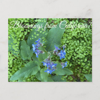 Blüten aus Kalifornien: Pazifik-Hundszunge Postkarte