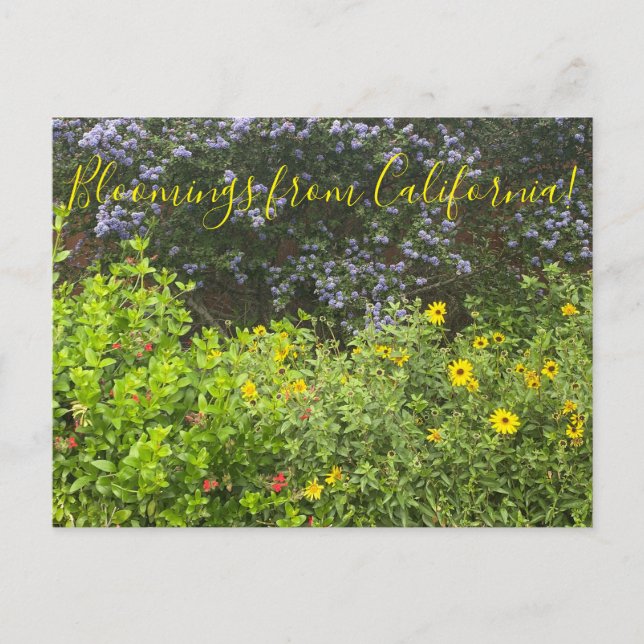 Blüten aus Kalifornien Postkarte (Vorderseite)