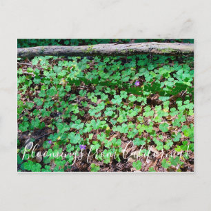 Blüten aus Kalifornien: Redwood-Sorrel Postkarte