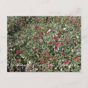 Blüten aus Kalifornien: RotblütenBuchweizen Postkarte