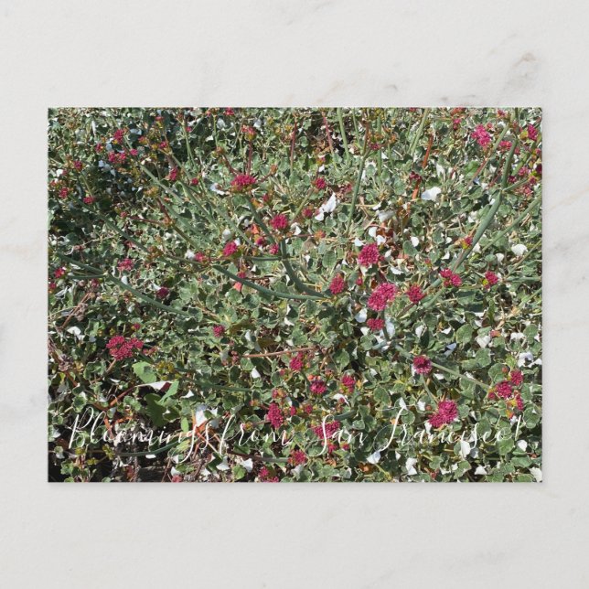 Blüten aus Kalifornien: RotblütenBuchweizen Postkarte (Vorderseite)