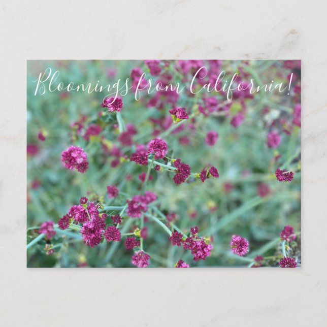Blüten aus Kalifornien: Rotblütenknospen Postkarte (Vorderseite)