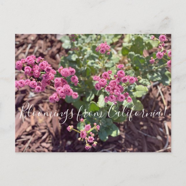 Blüten aus Kalifornien: Rotblütenweizen Postkarte (Vorderseite)