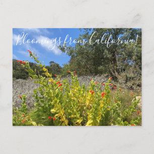 Blüten aus Kalifornien: Scarlet-Monkeyblume Postkarte