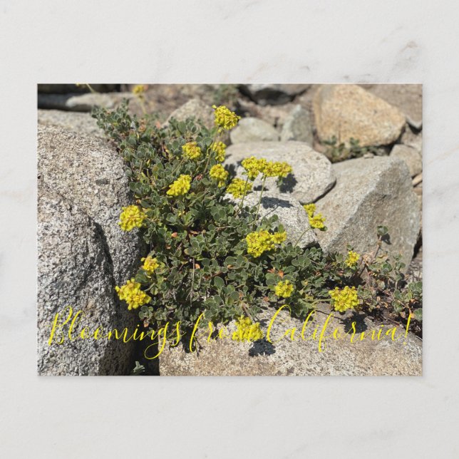 Blüten aus Kalifornien: Schwefelweizen Postkarte (Vorderseite)