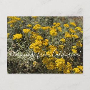 Blüten aus Kalifornien: Sonnenblumen am Meer Postkarte