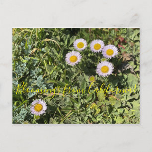 Blüten aus Kalifornien: Strand-Margerite Postkarte