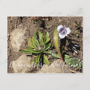 Blüten aus Kalifornien: Tolmie's Sterntulpe Postkarte