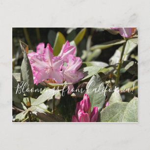 Blüten aus Kalifornien: Western Azalea Postkarte