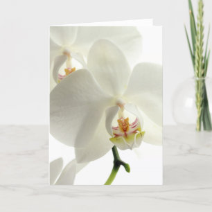 Blüten Blume Orchideen Frieden Liebe Schicksal Dankeskarte