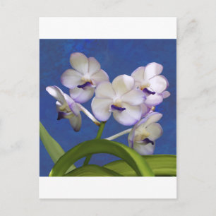 Blüten Blumensträuße Pflanze Farbenfrohe Fotokunst Postkarte