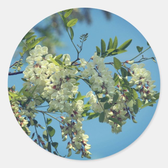 Blüten der Blume Locust Runder Aufkleber (Vorderseite)
