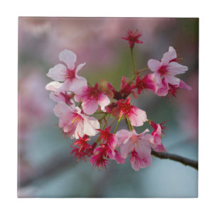 Blüten der Kirschblüten  Fliese