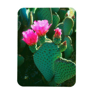 Blüten des Biber-Schwanz-Kaktus Magnet