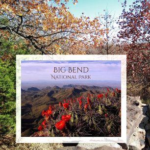 Blüten des Bright Claret Cup, Big Bend NP, TX Postkarte