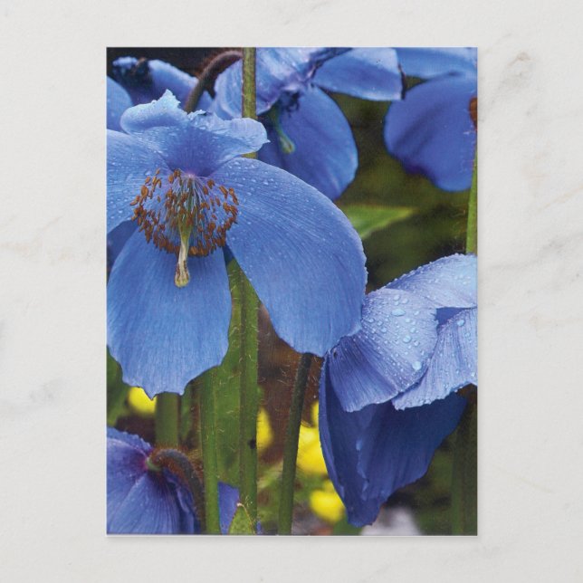 Blüten Flora Blume Blütenblätter Gartenweine Postkarte (Vorderseite)