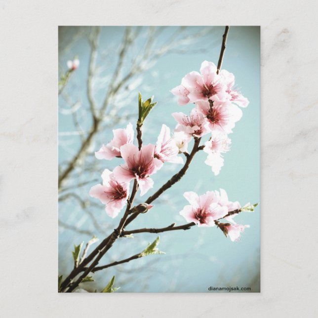 Blüten im Frühling Postkarte (Vorderseite)