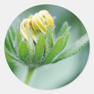 Blüten-Kegelblume Runder Aufkleber