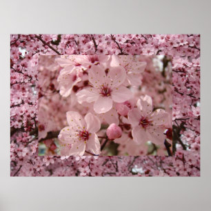 Blüten Kunst Rosa Frühlingsbaum Blüten Drucke