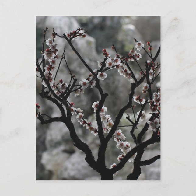 Blüten Postkarte (Vorderseite)