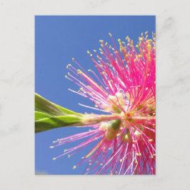 Blüten Postkarte