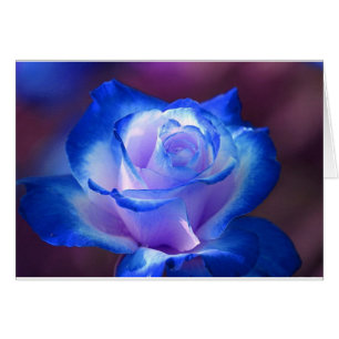 Blüten Reben Blütenblätter Rose Blume Blume blaue