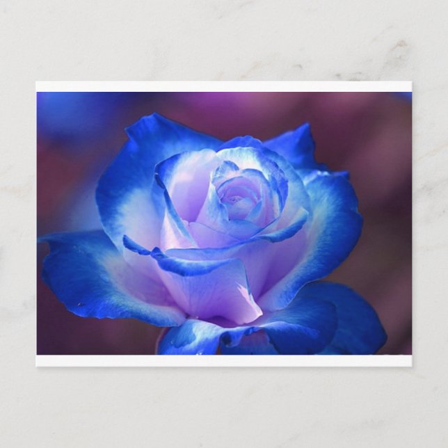 Blüten Reben Blütenblätter Rose Blume Blume blaue  Postkarte (Vorderseite)