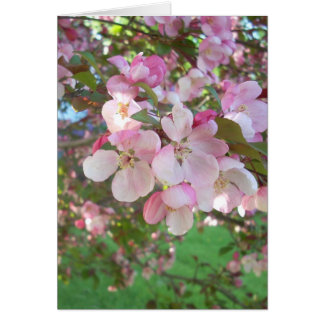 Blüten von Krabbenapfel