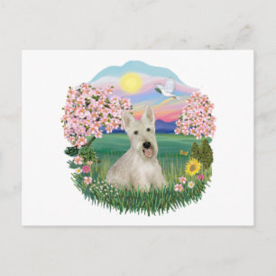 Blüten - Wheaten Scottish Terrier Postkarte