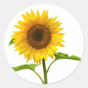 Blütenblume Gelbe Sonnenblume Runder Aufkleber