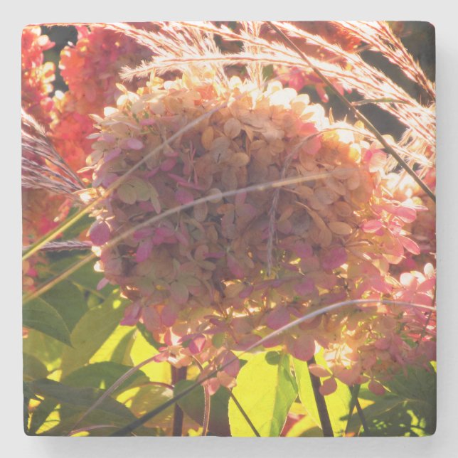 Blütenblume Untersetzer mit lebhaften, rosa Hydran (Vorderseite)
