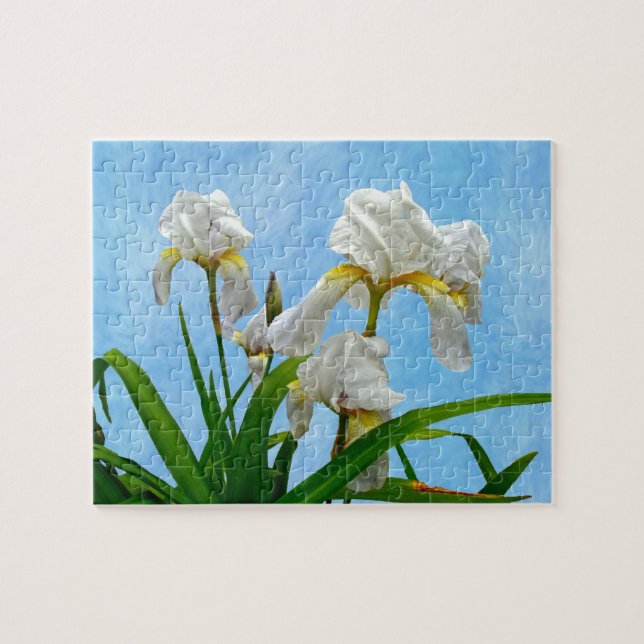 Blütenblüten aus weißer Bartblüte (Horizontal)