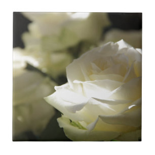 Blütenblüten der Weißen Rose Destinative Gardens Fliese